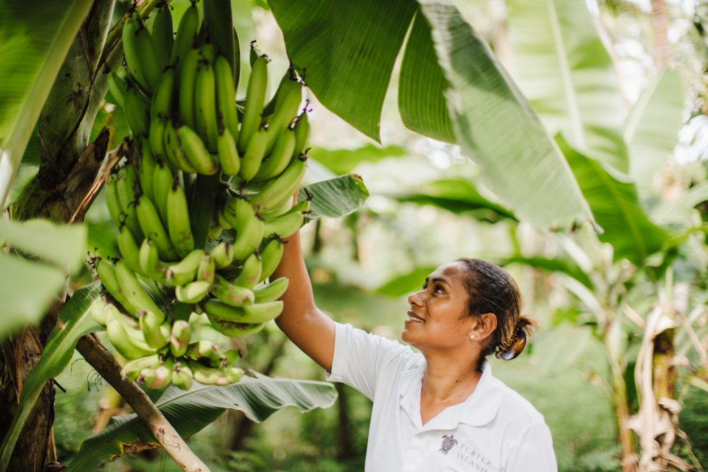 Traditional Fijian food made with fresh, locally sourced ingredients on a farm in Fiji