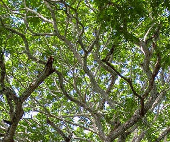 ecotourism-655x353